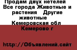 Продам двух нетелей - Все города Животные и растения » Другие животные   . Кемеровская обл.,Кемерово г.